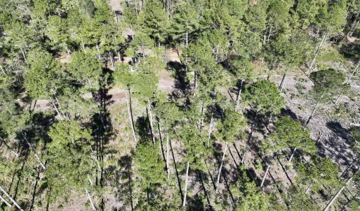 Photo #41 of 8004 White Oak River Road, Maysville, NC 117.3 acres