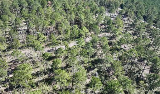 Photo #42 of 8004 White Oak River Road, Maysville, NC 117.3 acres