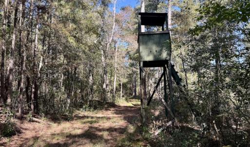 Photo #43 of 8004 White Oak River Road, Maysville, NC 117.3 acres