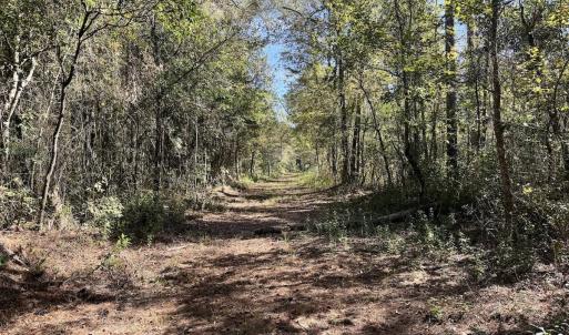 Photo #45 of 8004 White Oak River Road, Maysville, NC 117.3 acres