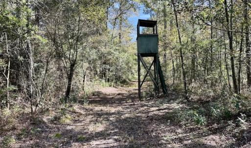 Photo #46 of 8004 White Oak River Road, Maysville, NC 117.3 acres