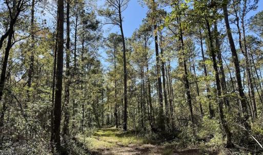 Photo #47 of 8004 White Oak River Road, Maysville, NC 117.3 acres