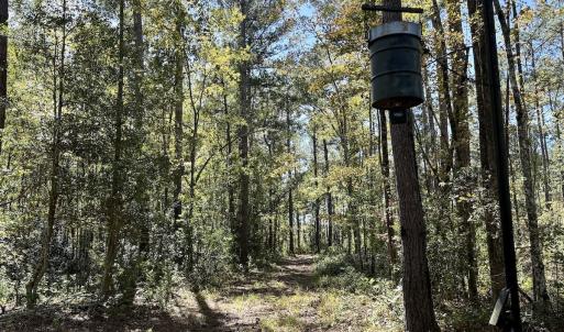 Photo #48 of 8004 White Oak River Road, Maysville, NC 117.3 acres