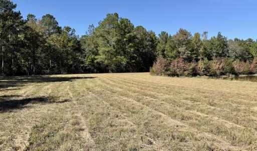 Photo #55 of 8004 White Oak River Road, Maysville, NC 117.3 acres