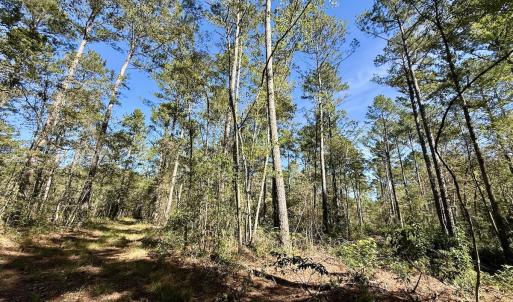 Photo #58 of 8004 White Oak River Road, Maysville, NC 117.3 acres