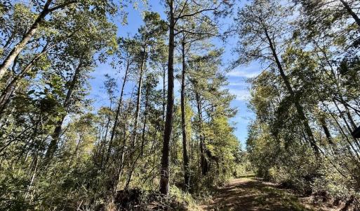 Photo #59 of 8004 White Oak River Road, Maysville, NC 117.3 acres