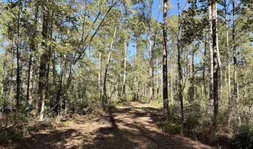 Photo #60 of 8004 White Oak River Road, Maysville, NC 117.3 acres