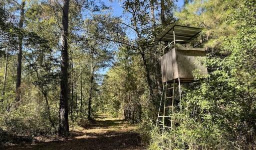 Photo #61 of 8004 White Oak River Road, Maysville, NC 117.3 acres