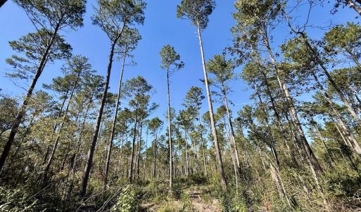 Photo #63 of 8004 White Oak River Road, Maysville, NC 117.3 acres