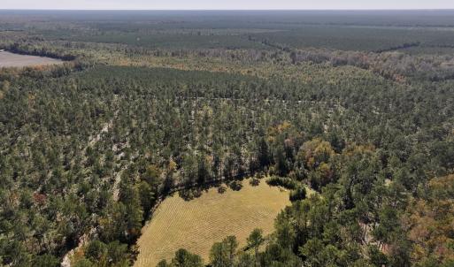 Photo #64 of 8004 White Oak River Road, Maysville, NC 117.3 acres