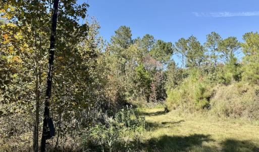 Photo #71 of 8004 White Oak River Road, Maysville, NC 117.3 acres