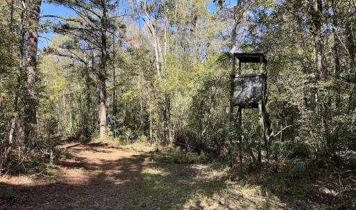 Photo #76 of 8004 White Oak River Road, Maysville, NC 117.3 acres