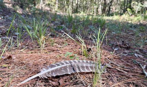 Photo #77 of 8004 White Oak River Road, Maysville, NC 117.3 acres