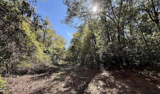 Photo #78 of 8004 White Oak River Road, Maysville, NC 117.3 acres