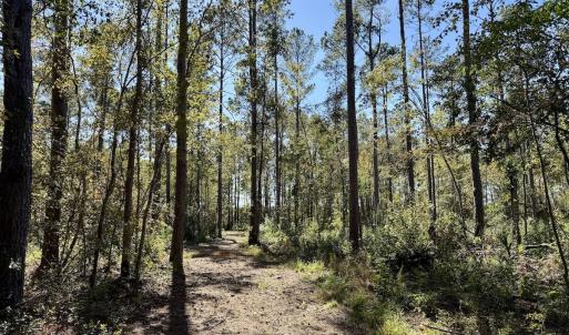 Photo #79 of 8004 White Oak River Road, Maysville, NC 117.3 acres