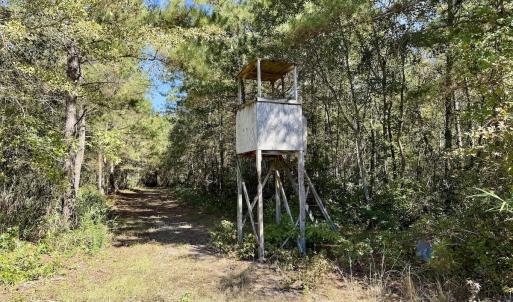Photo #80 of 8004 White Oak River Road, Maysville, NC 117.3 acres