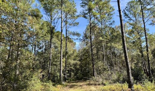 Photo #100 of 8004 White Oak River Road, Maysville, NC 117.3 acres