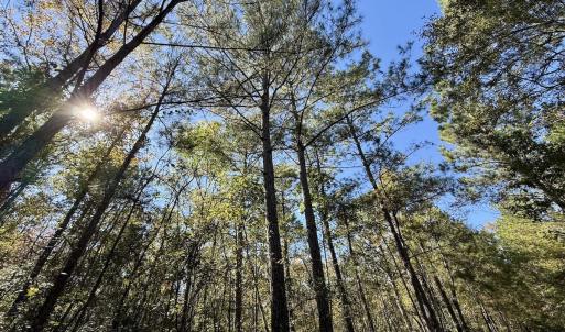 Photo #81 of 8004 White Oak River Road, Maysville, NC 117.3 acres