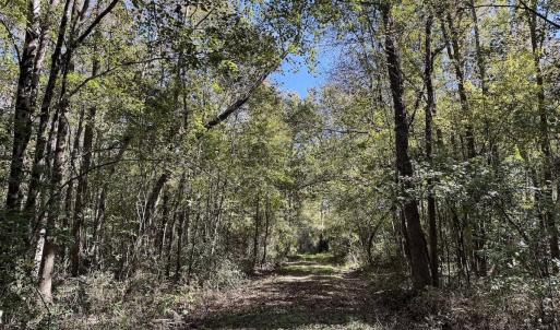 Photo #82 of 8004 White Oak River Road, Maysville, NC 117.3 acres