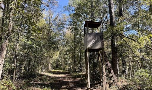 Photo #83 of 8004 White Oak River Road, Maysville, NC 117.3 acres