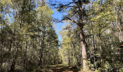 Photo #84 of 8004 White Oak River Road, Maysville, NC 117.3 acres