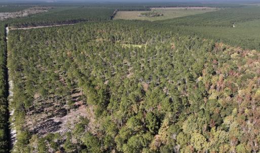Photo #86 of 8004 White Oak River Road, Maysville, NC 117.3 acres