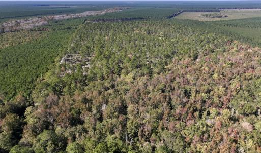 Photo #87 of 8004 White Oak River Road, Maysville, NC 117.3 acres