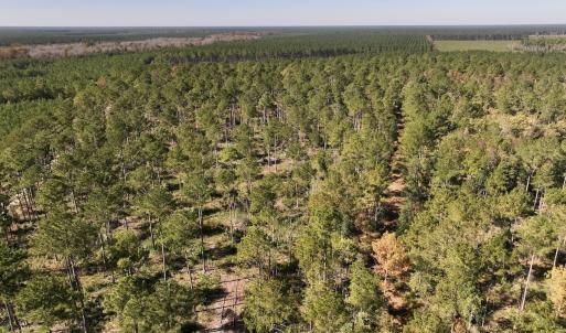 Photo #88 of 8004 White Oak River Road, Maysville, NC 117.3 acres