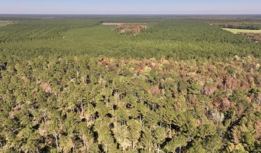 Photo #91 of 8004 White Oak River Road, Maysville, NC 117.3 acres