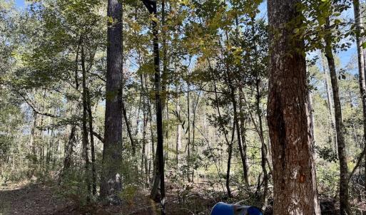 Photo #96 of 8004 White Oak River Road, Maysville, NC 117.3 acres