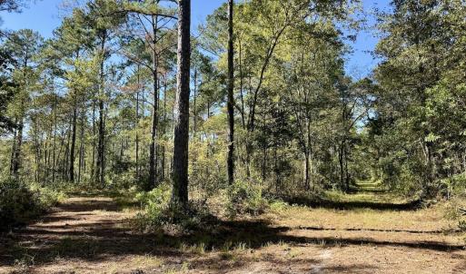 Photo #97 of 8004 White Oak River Road, Maysville, NC 117.3 acres