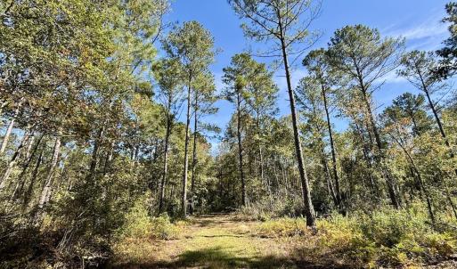 Photo #98 of 8004 White Oak River Road, Maysville, NC 117.3 acres