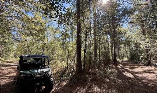 Photo #104 of 8004 White Oak River Road, Maysville, NC 117.3 acres