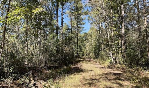 Photo #105 of 8004 White Oak River Road, Maysville, NC 117.3 acres