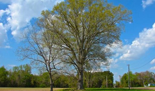 Photo of UNDER CONTRACT!  Land For Sale in Columbus County North Carolina