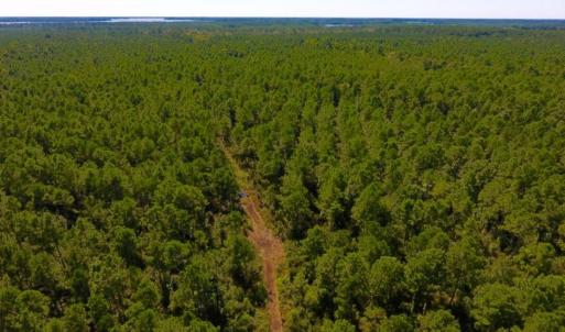 Photo of UNDER CONTRACT!  65 ac of Timber and Hunting Land For Sale in Pamlico County, NC!