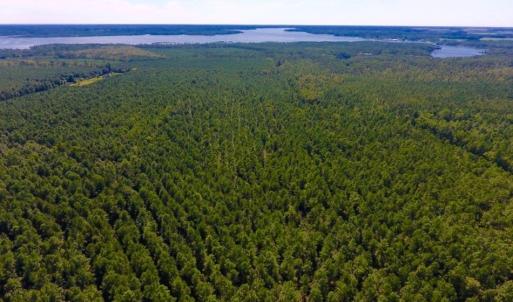 Photo of UNDER CONTRACT!  65 ac of Timber and Hunting Land For Sale in Pamlico County, NC!