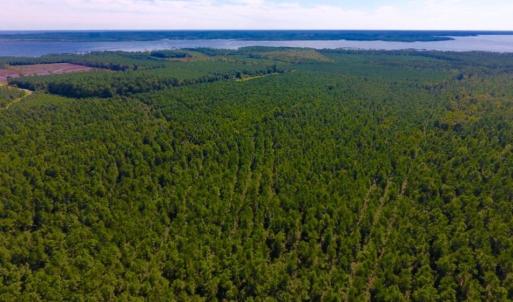 Photo of UNDER CONTRACT!  65 ac of Timber and Hunting Land For Sale in Pamlico County, NC!