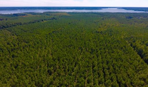Photo of UNDER CONTRACT!  65 ac of Timber and Hunting Land For Sale in Pamlico County, NC!