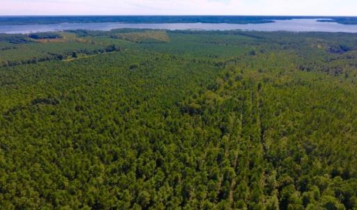 Photo of UNDER CONTRACT!  65 ac of Timber and Hunting Land For Sale in Pamlico County, NC!
