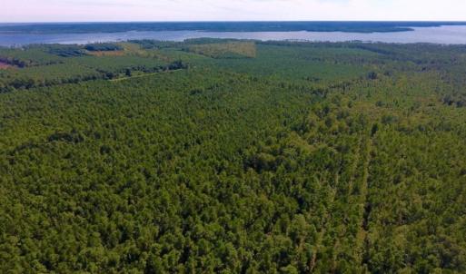 Photo of UNDER CONTRACT!  65 ac of Timber and Hunting Land For Sale in Pamlico County, NC!