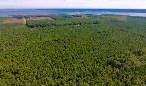 Photo of UNDER CONTRACT!  65 ac of Timber and Hunting Land For Sale in Pamlico County, NC!