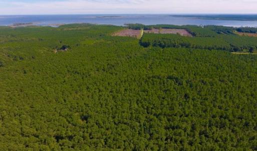 Photo of UNDER CONTRACT!  65 ac of Timber and Hunting Land For Sale in Pamlico County, NC!