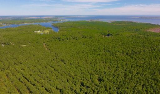 Photo of UNDER CONTRACT!  65 ac of Timber and Hunting Land For Sale in Pamlico County, NC!