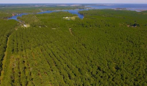 Photo of UNDER CONTRACT!  65 ac of Timber and Hunting Land For Sale in Pamlico County, NC!