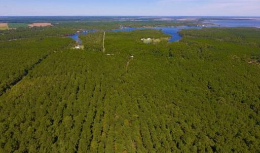 Photo of UNDER CONTRACT!  65 ac of Timber and Hunting Land For Sale in Pamlico County, NC!