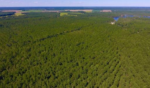 Photo of UNDER CONTRACT!  65 ac of Timber and Hunting Land For Sale in Pamlico County, NC!