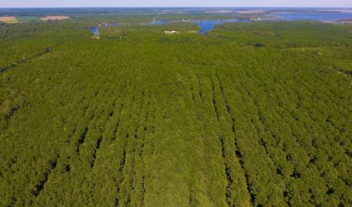 Photo of UNDER CONTRACT!  65 ac of Timber and Hunting Land For Sale in Pamlico County, NC!