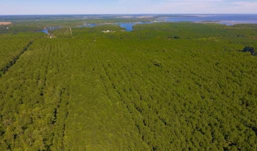 Photo of UNDER CONTRACT!  65 ac of Timber and Hunting Land For Sale in Pamlico County, NC!