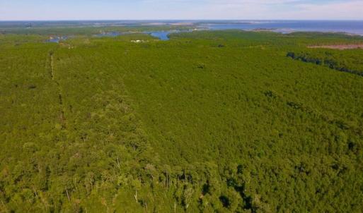 Photo of UNDER CONTRACT!  65 ac of Timber and Hunting Land For Sale in Pamlico County, NC!